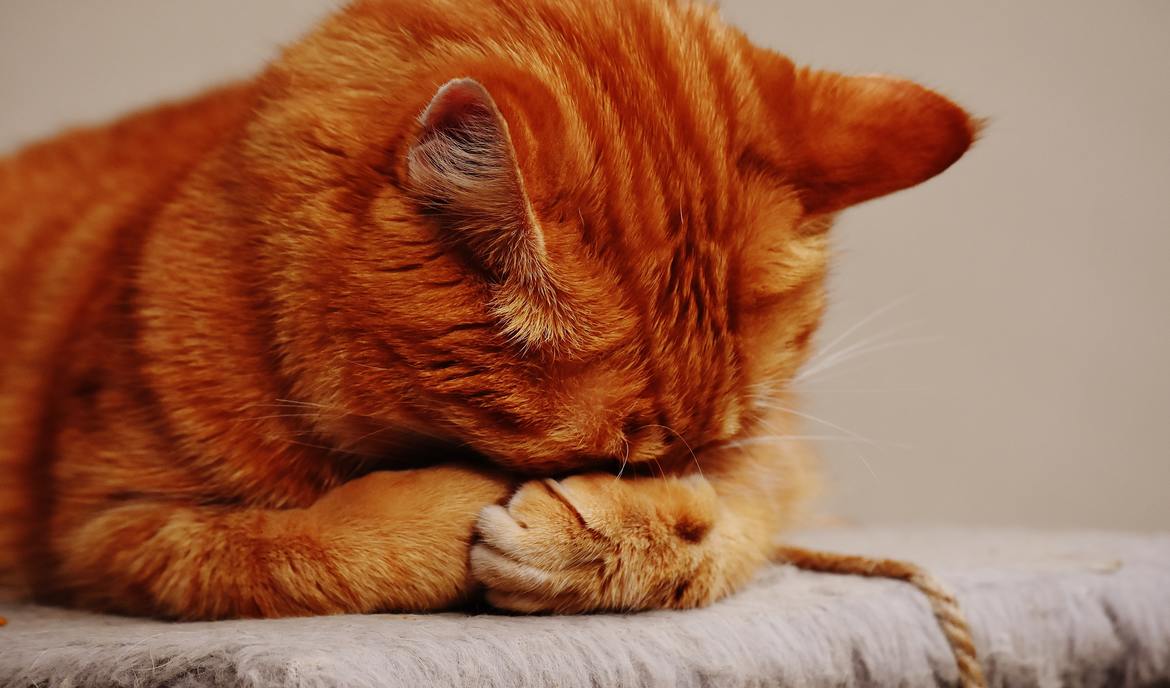Pankreatitida (zánět slinivky břišní) u koček